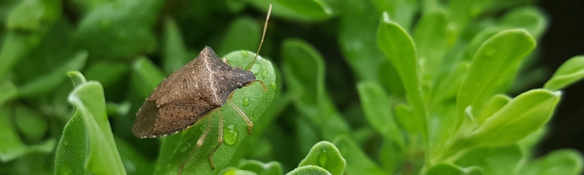 Bug in grass